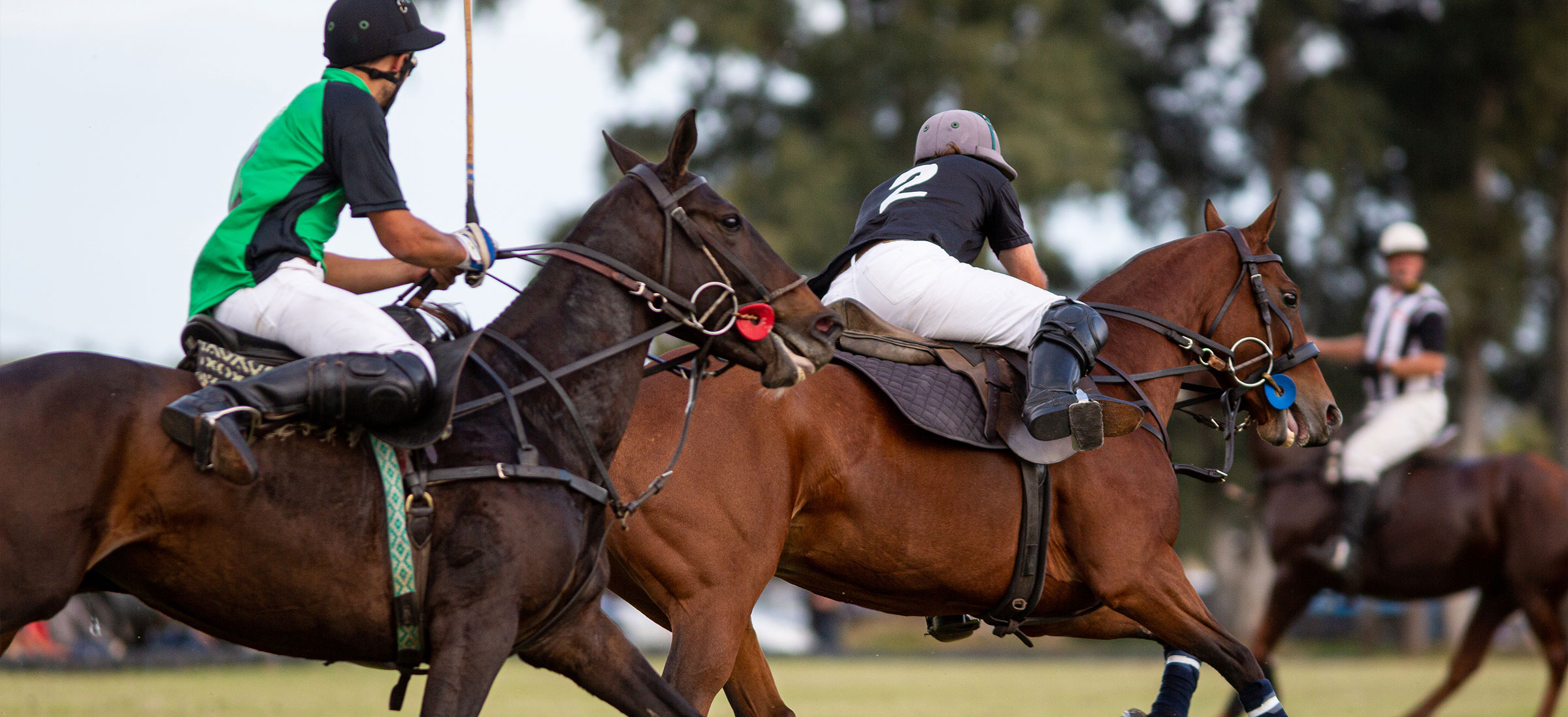 Polo at Sunset